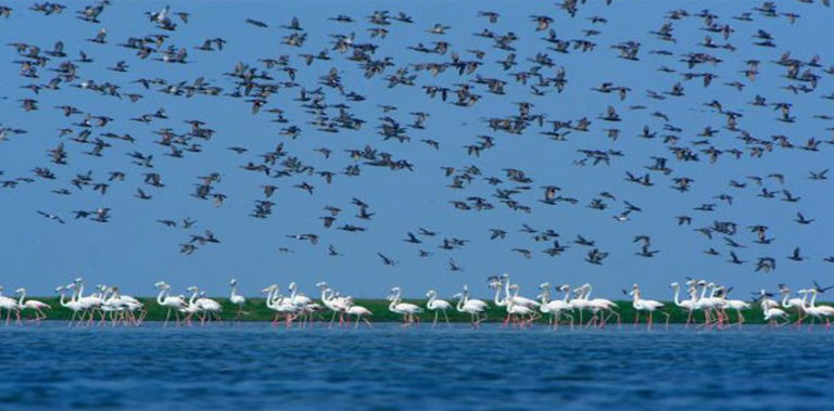 Odisha to organise international coastal festival near Konark from December 14 odisha
