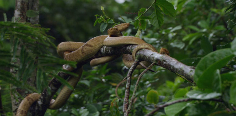 പാമ്പ് പ്രേമികള്ക്കായി ഇതാ അഞ്ചിടങ്ങള് snake5