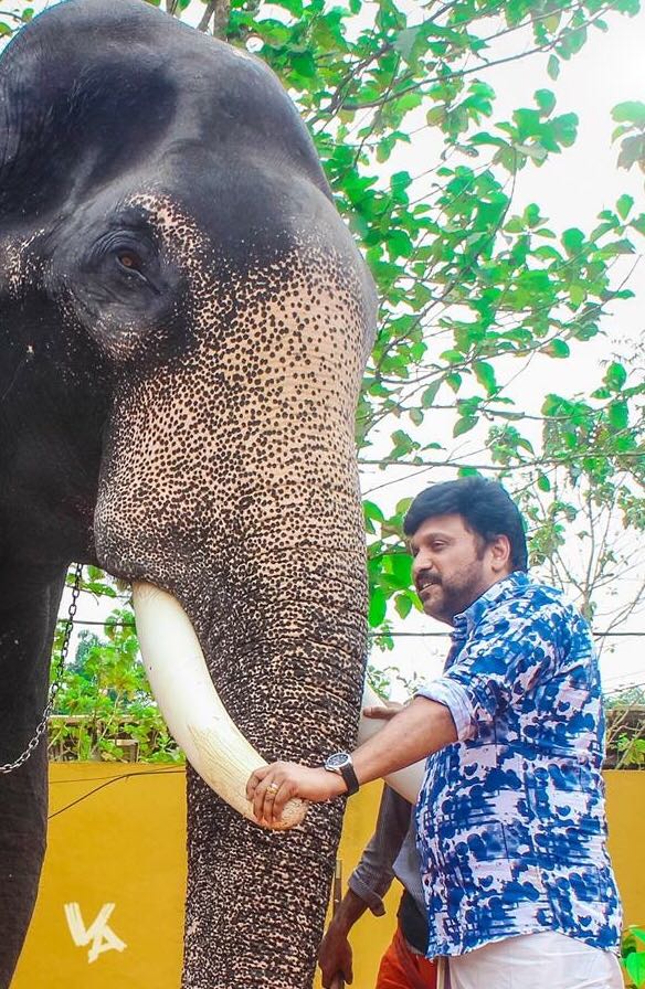 Kerala's 'love affair' with Elephants - Tourism News Live