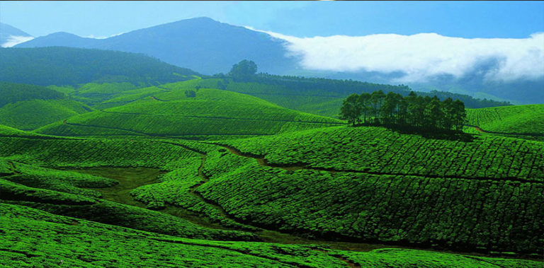 fe-image-munnar