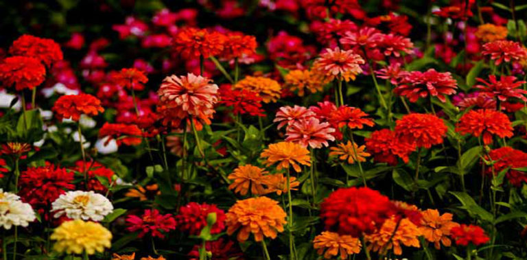 മൂന്നാറില് വസന്തോത്സവം തുടങ്ങി flower