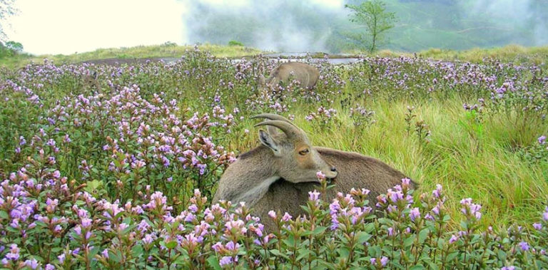 munnar-neelakurinji-neelgiri-tahr