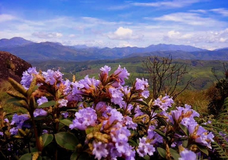 മൂന്നാർ, തേക്കടി യാത്രാ നിരോധനം നീക്കി; ഇനി യാത്ര പോകാം ഇവിടേയ്ക്ക് neelakurinji7