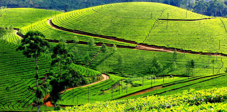 കുറിഞ്ഞിപ്പൂക്കാലമെത്തി; സഞ്ചാരികളെ ക്ഷണിച്ച് മൂന്നാറിലേക്ക് വാഹന റാലി munnar