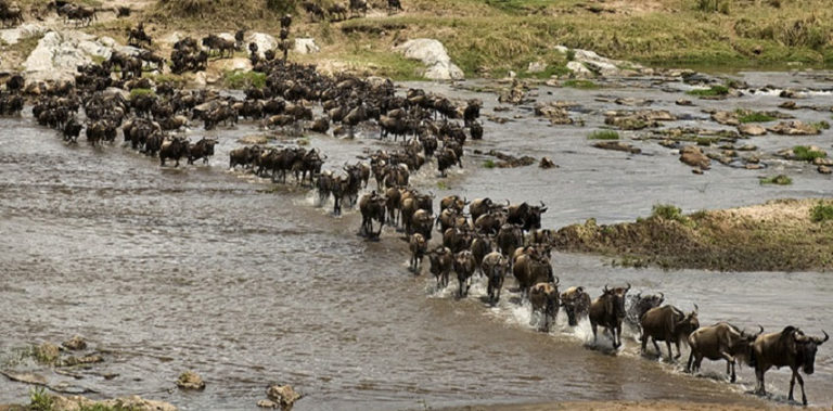 'Moments of Wonder'- Kenya's new campaign to promote Maasai Mara National Reserve masai_wild_life_migration