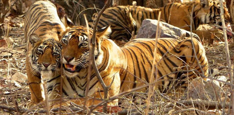 Three eco-tourism zones near Corbett Tiger Reserve to open in January corbett_tiger_reserve