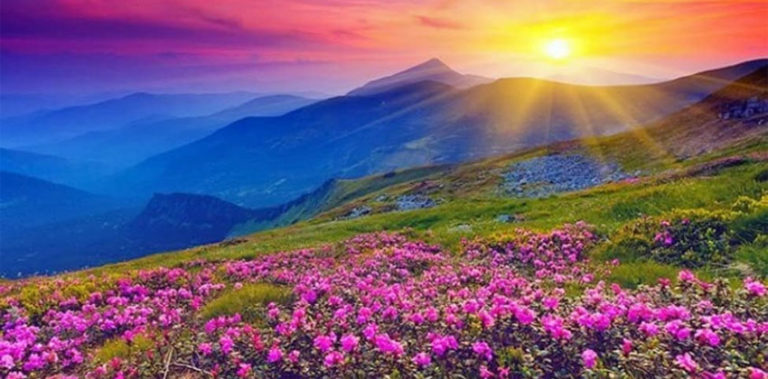 പോകാം പൂക്കളുടെ കൊടുമുടിയിലേക്ക് ... flower