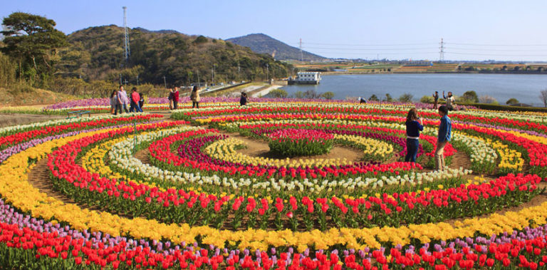 Jammu and Kashmir’s Tulip Garden in full bloom to welcome tourists Tulip-festival