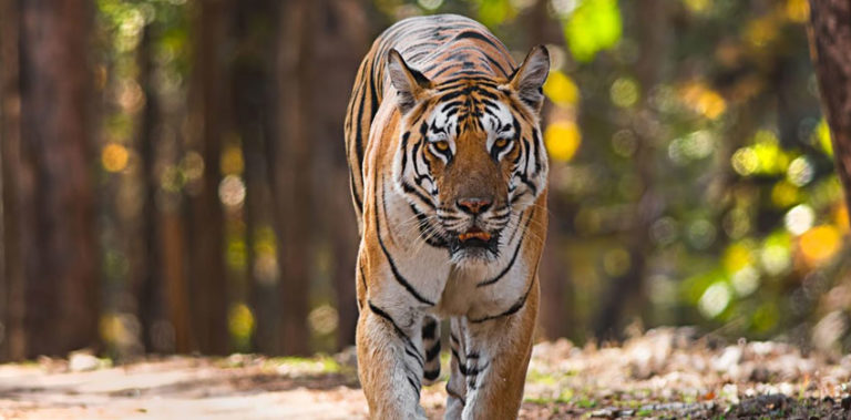 Plan your next trip to the real-life Jungle Book, into Mowgli's world pench-thumbnail