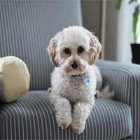 pets in hotels paw-fect