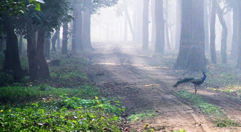 Uttar Pradesh to give facelift to Pilibhit Tiger Reserve Pilibhit Tiger Reserve Uttar pradesh
