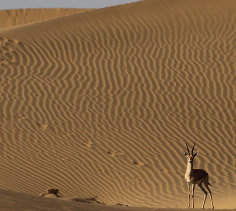 desert national park rajasthan