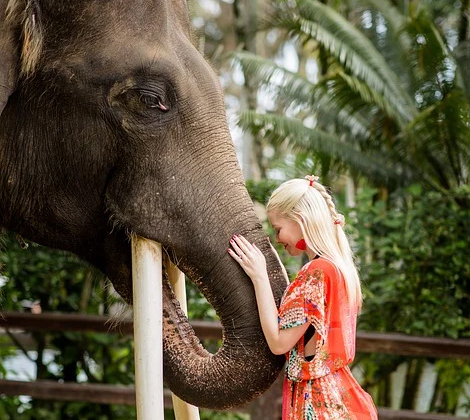 elephant india