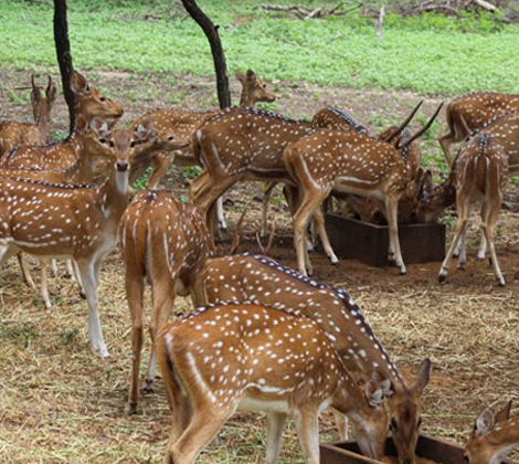 Mahavir Harina Vanasthali National Park Telangana