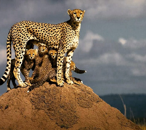 kenya wildlfe