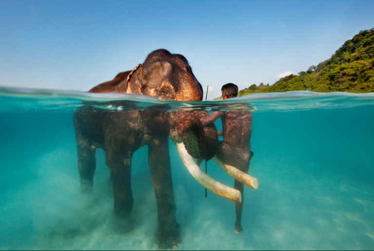 Coral reefs and swimming elephants; Elephant Beach with breathtaking views Havelock Island