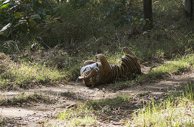 Six Indian tourist destinations have been included in the UNESCO provisional list 640px-Tiger_satpura
