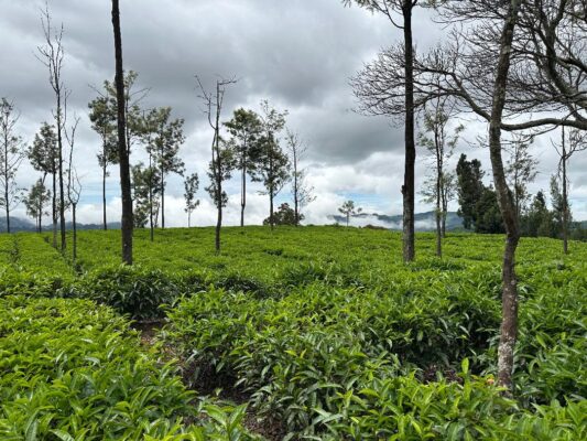 Munnar